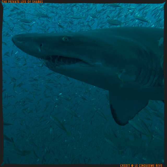 portfolio-shark22